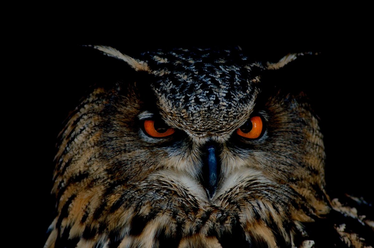 Глаза Филина