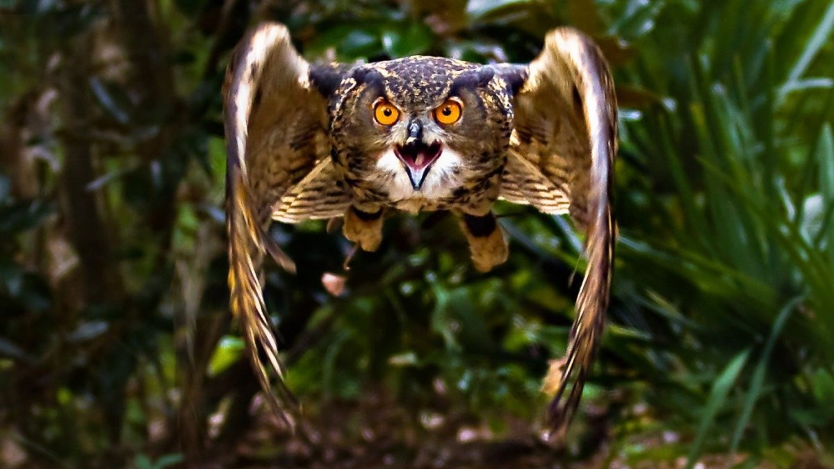 Картинки на рабочий стол Сова