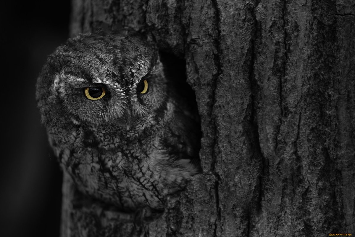 Чёрная Сова фото