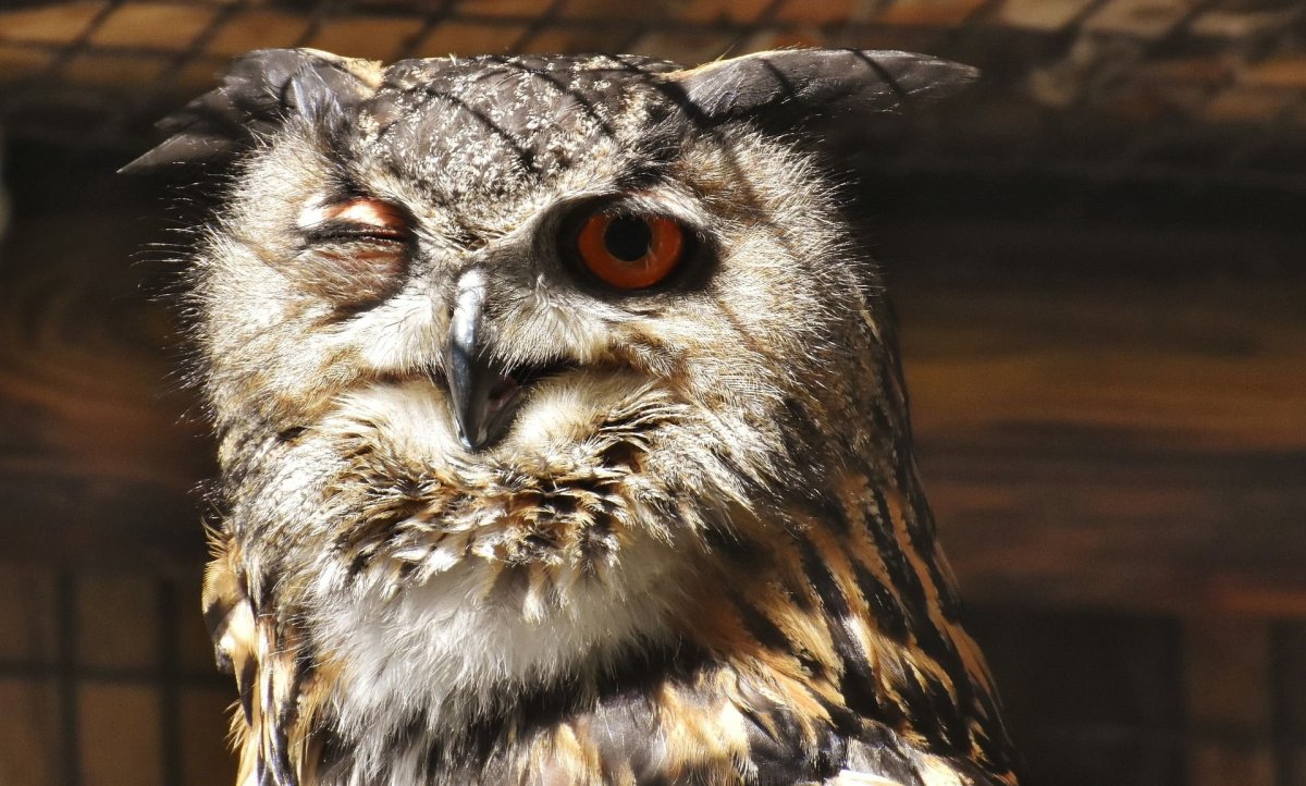 Филин Совенок