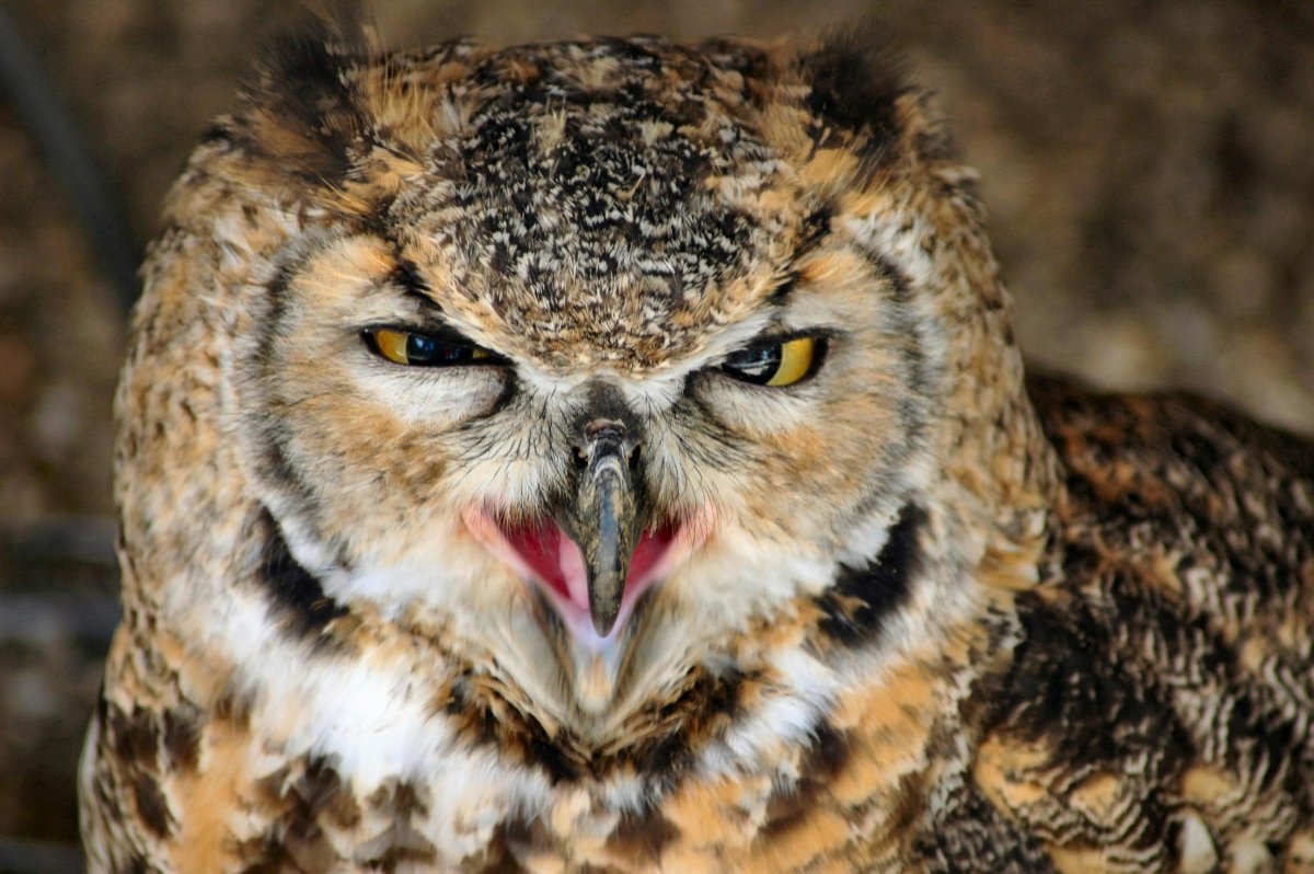 Черный Филин