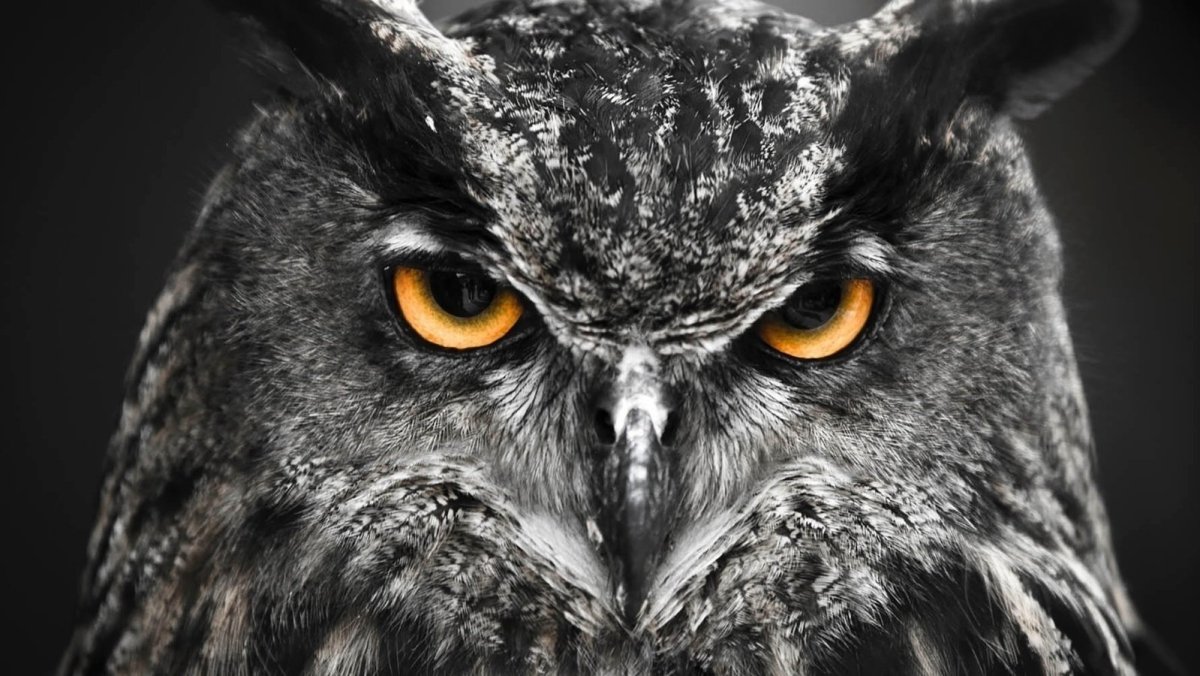 Совообразные Филин