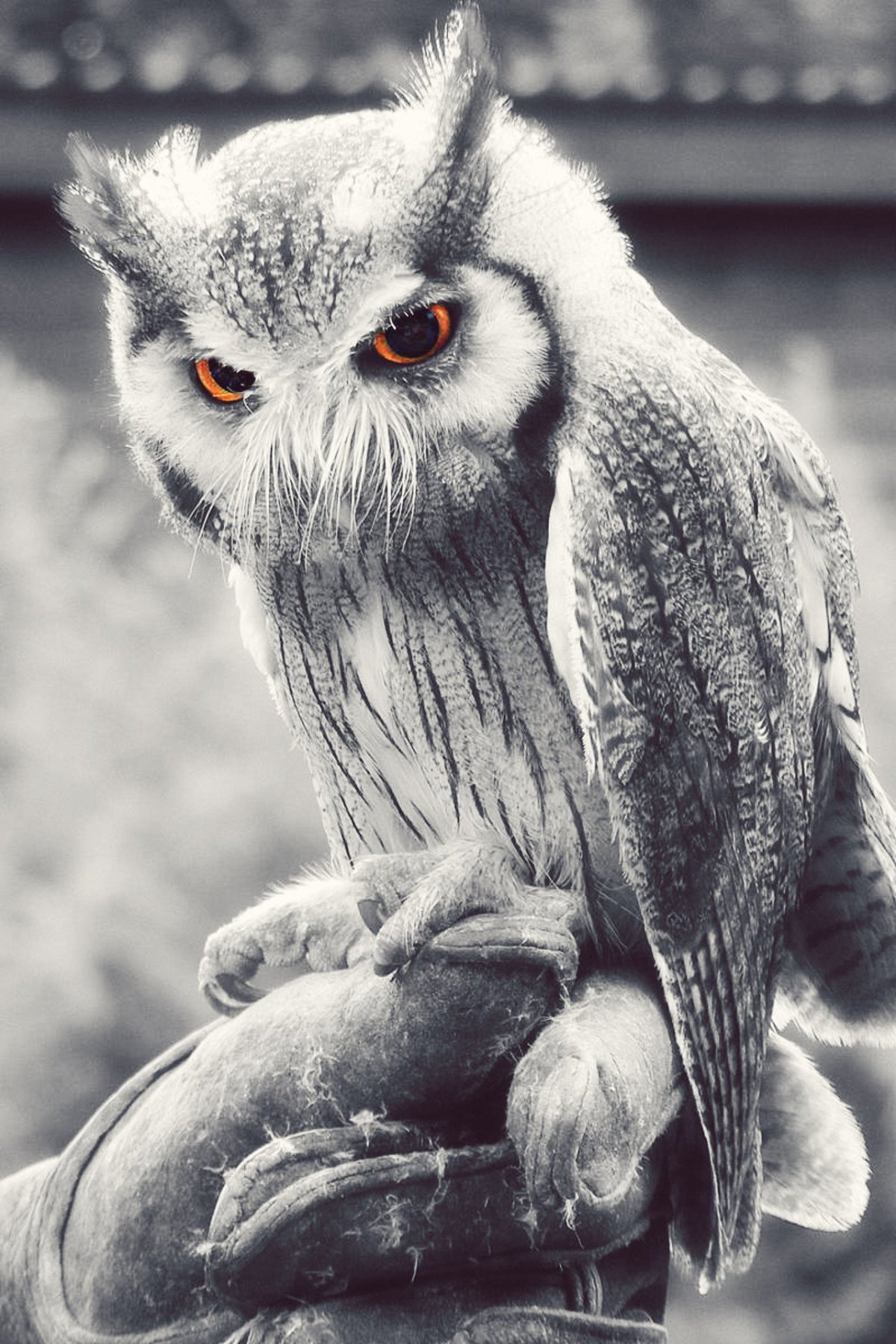 Совы в стиле арт