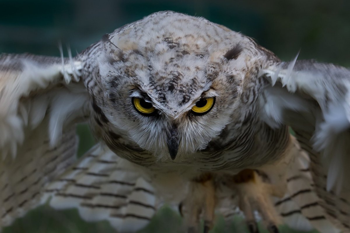 Савва птица