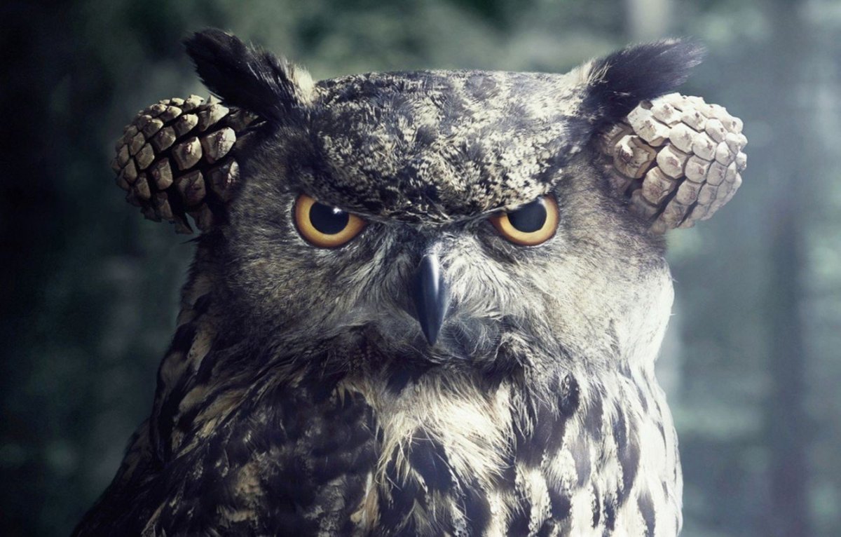 Хмурая Сова