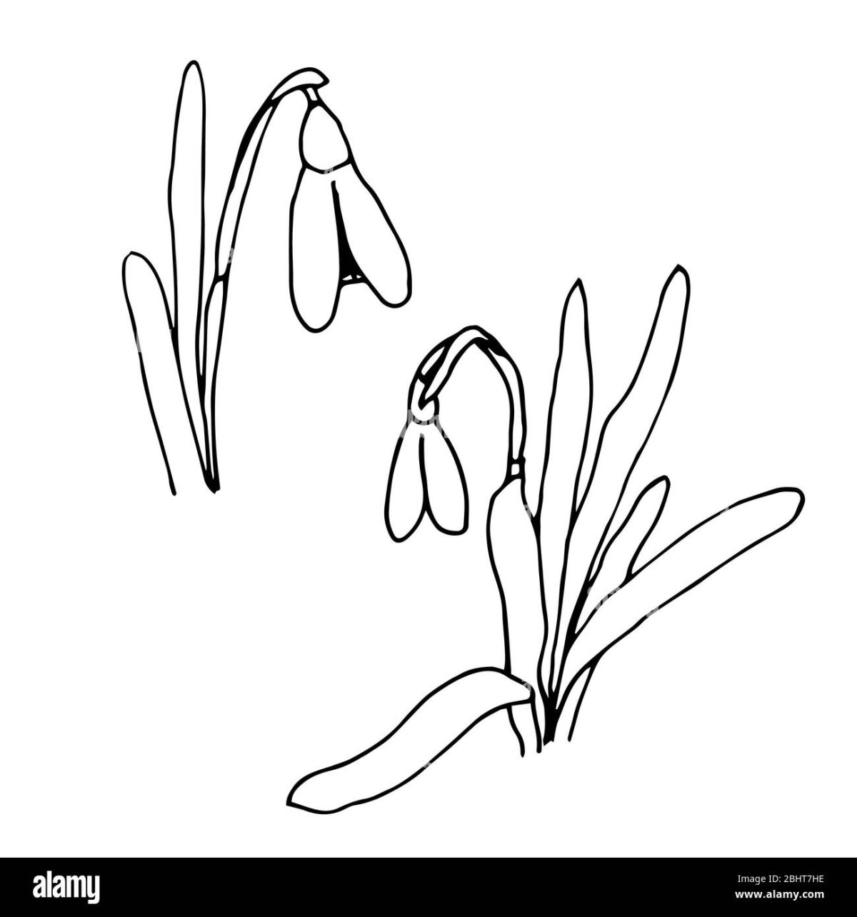 Подснежник силуэт