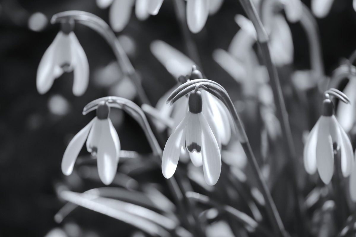 Подснежники черно белые