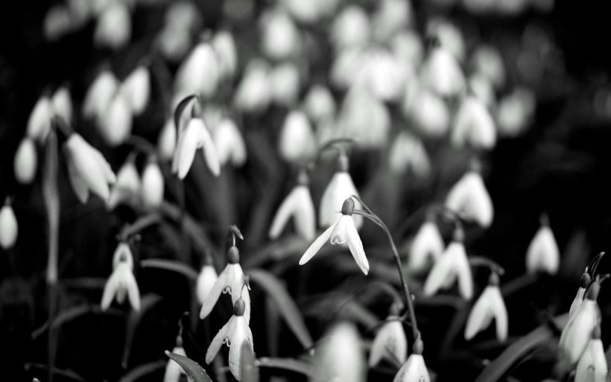 Цветы подснежники