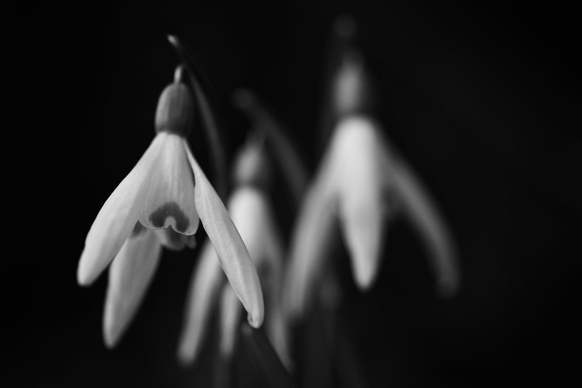 Цветок Подснежник контур