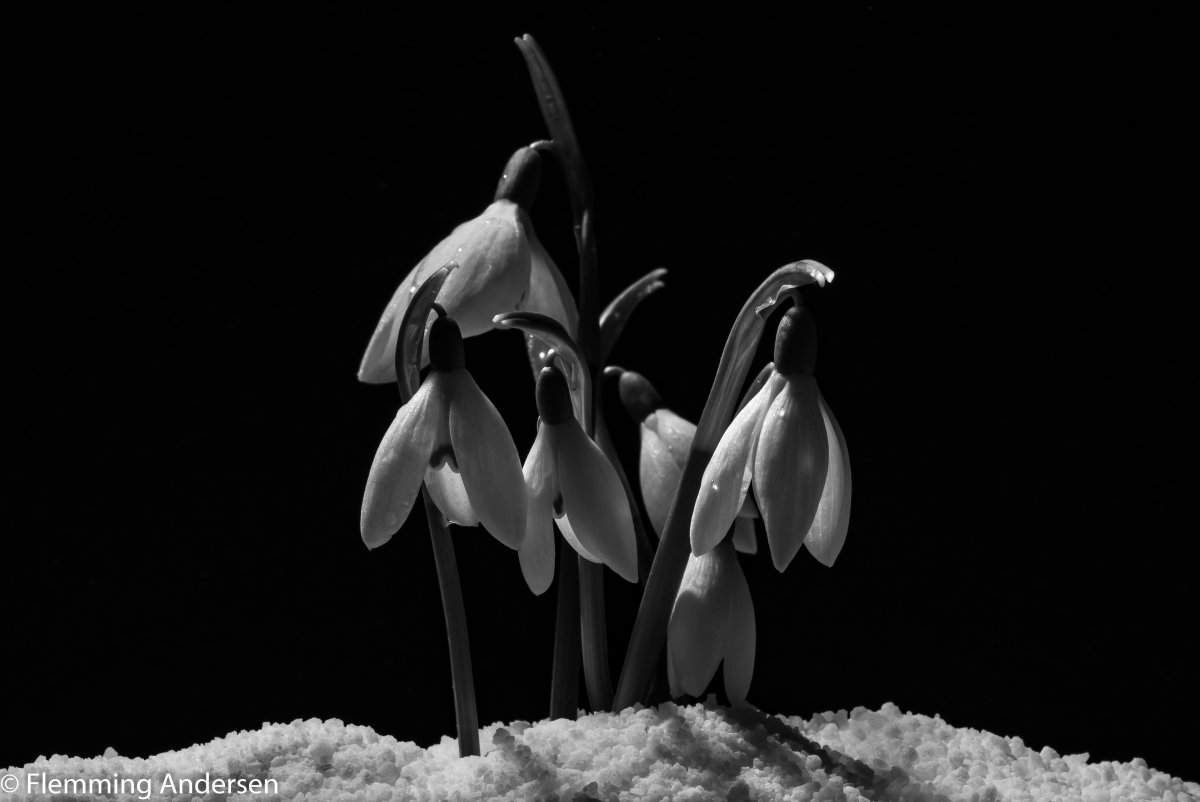 Раскраска подснежники для детей 3-4 лет