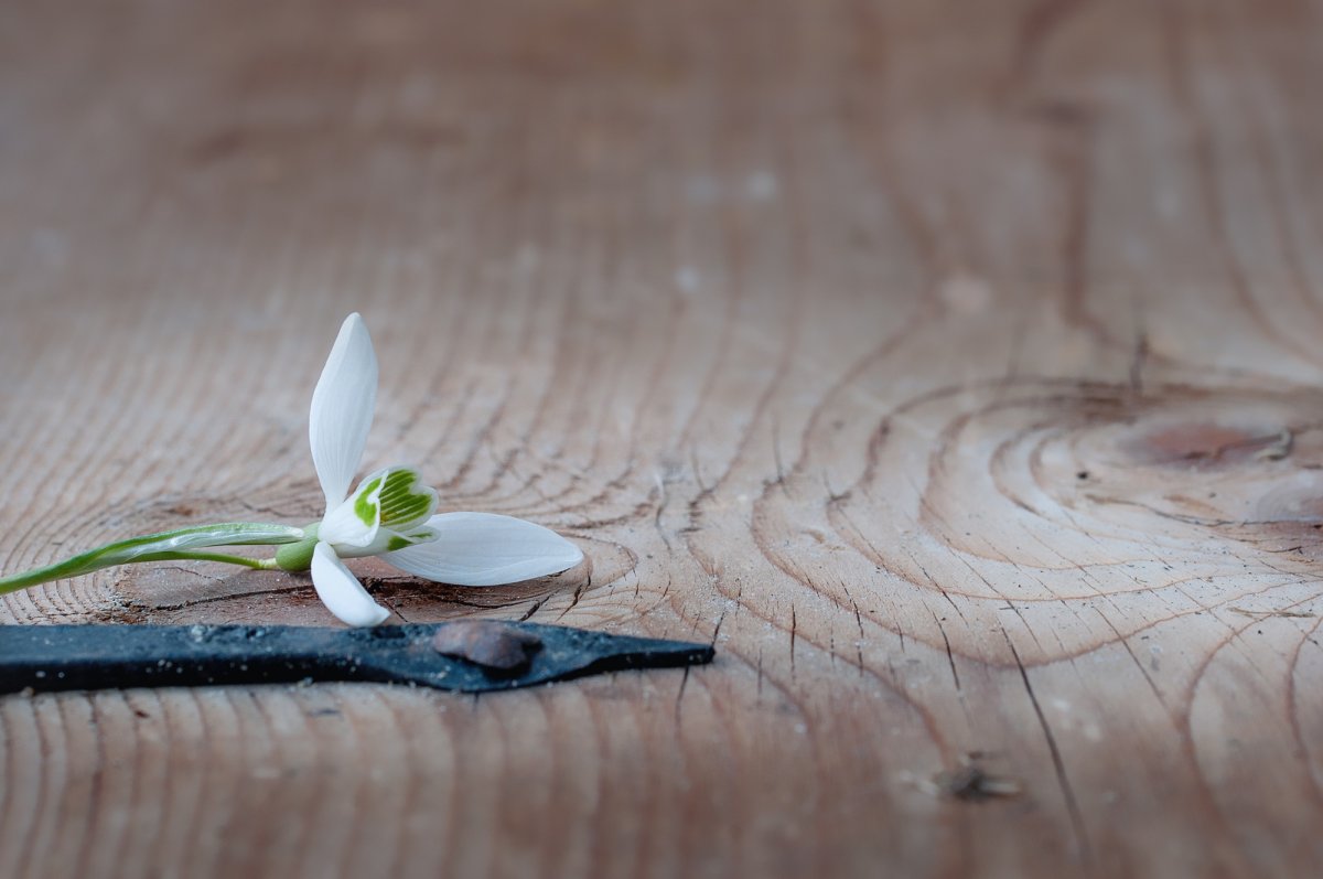 ИМБОЛК подснежники