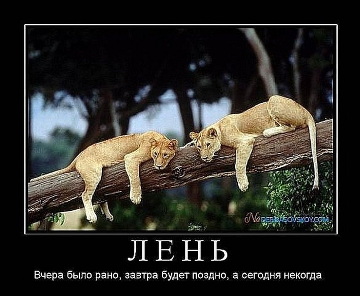 Отпуск на диване