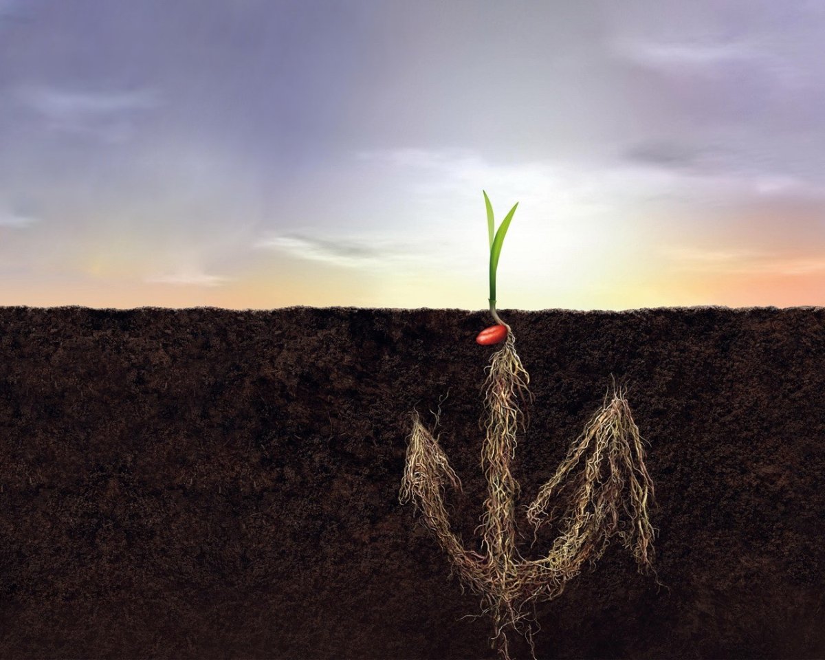 Цветок растет из земли