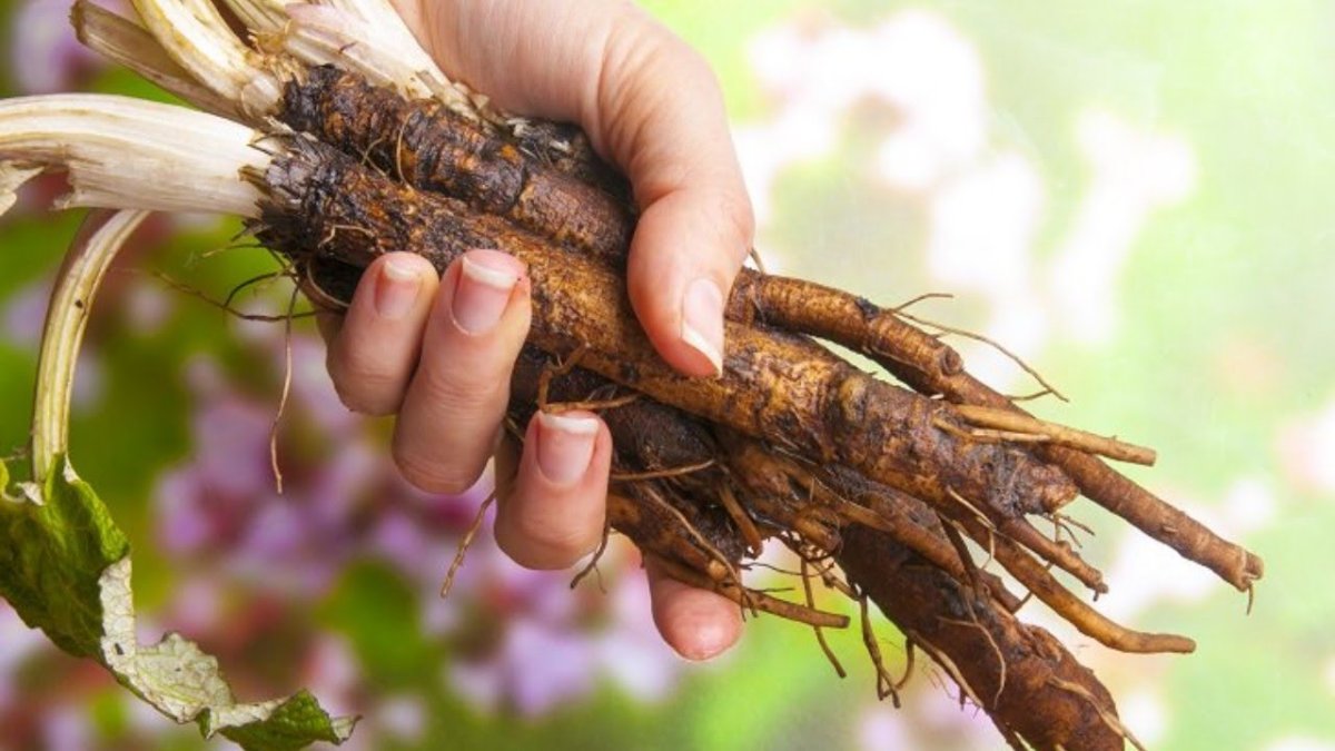 Корень и корневище