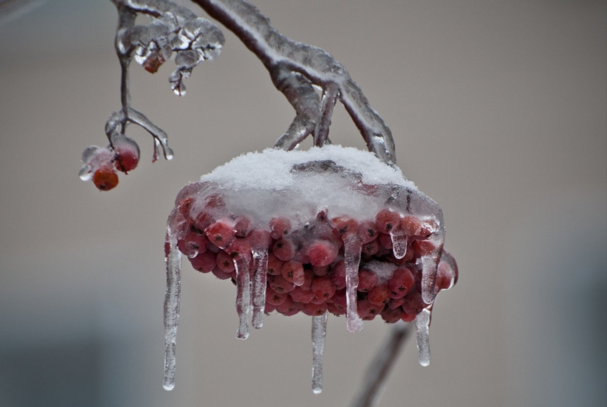 Ледяной дождь на деревьях