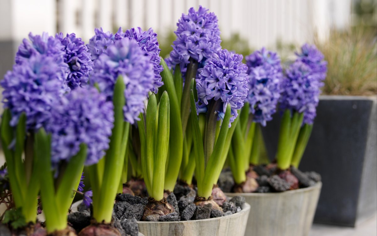 Гиацинт микс р7