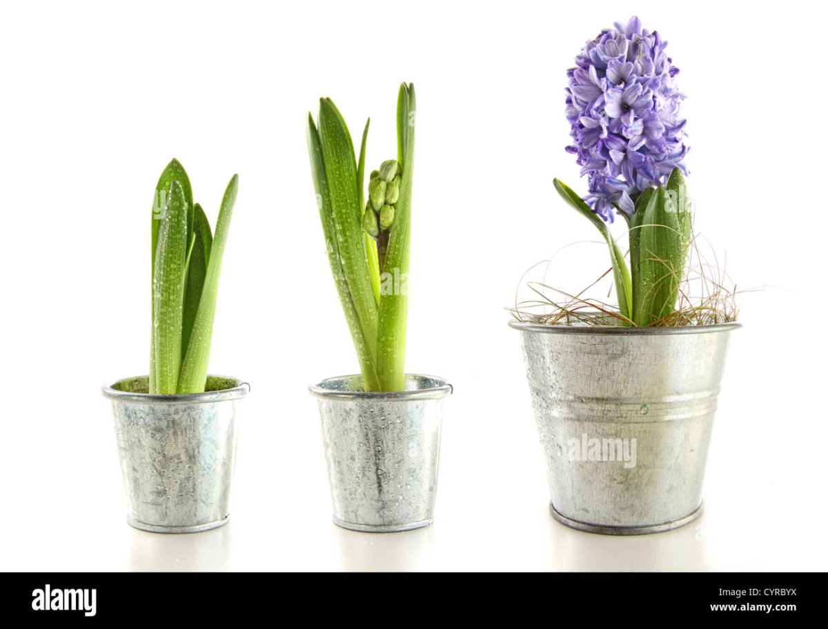 Картинки гиацинт в горшке без цветов