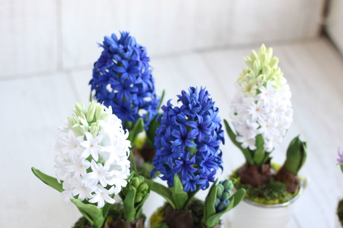 Гиацинт в горшке раскраска для детей