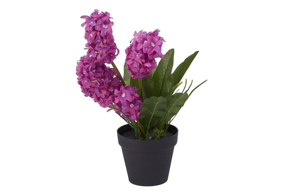 Гиацинт (растение)