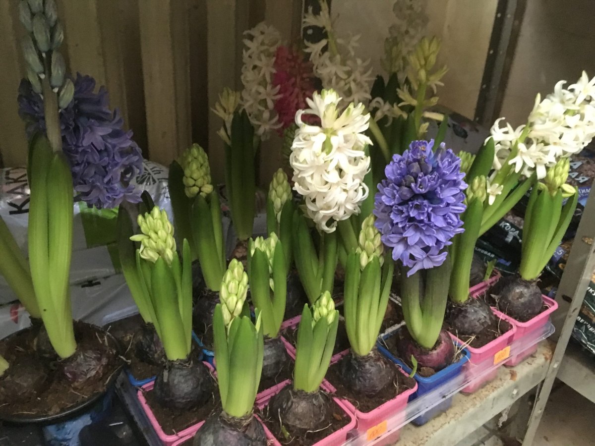 Гиацинт Весна снег солнце