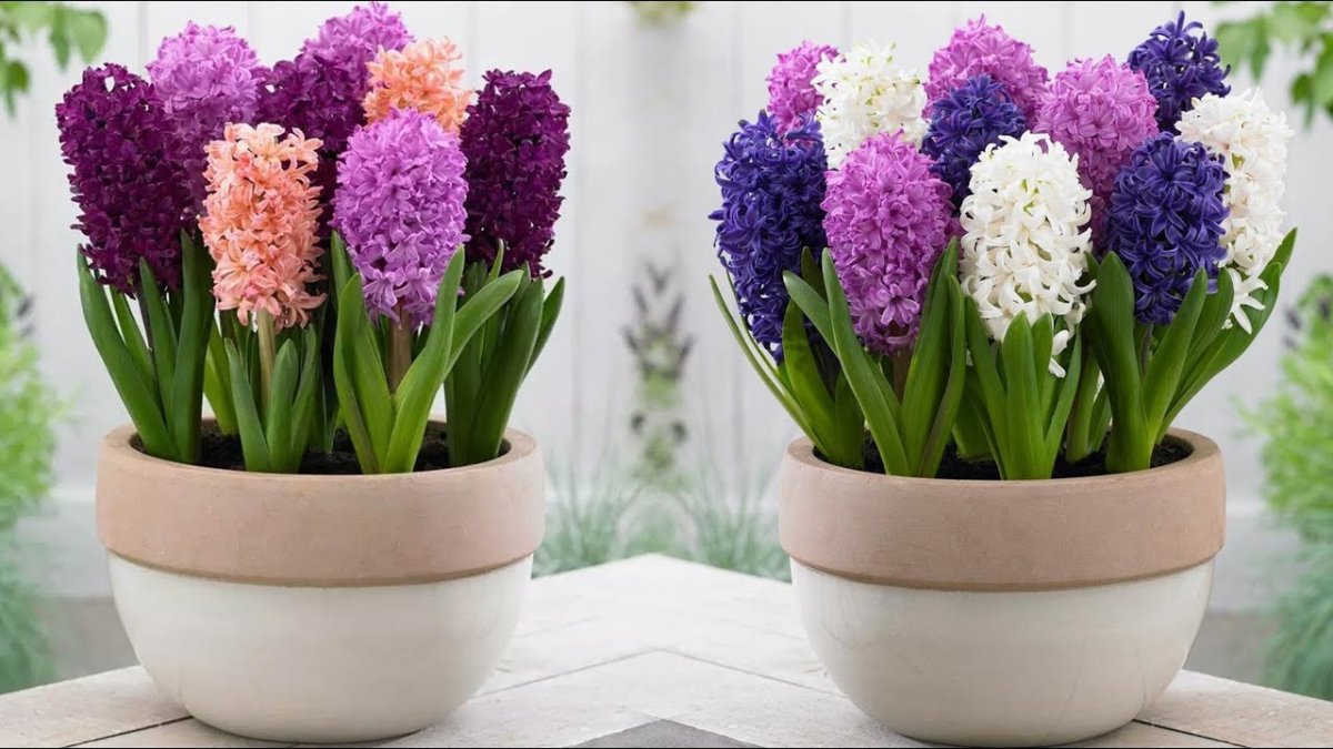 Гиацинт микс p7