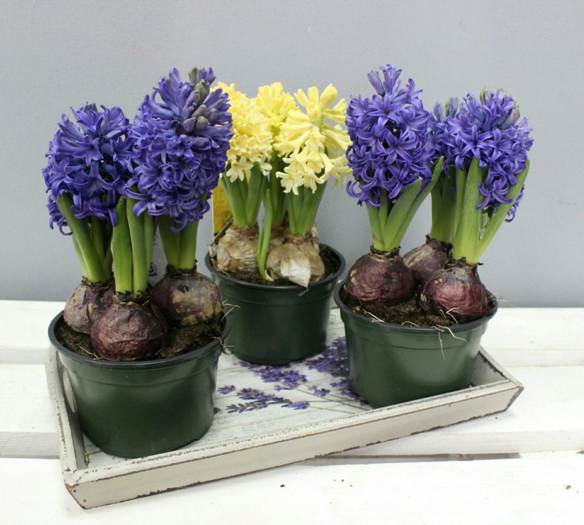 Горшечный гиацинт