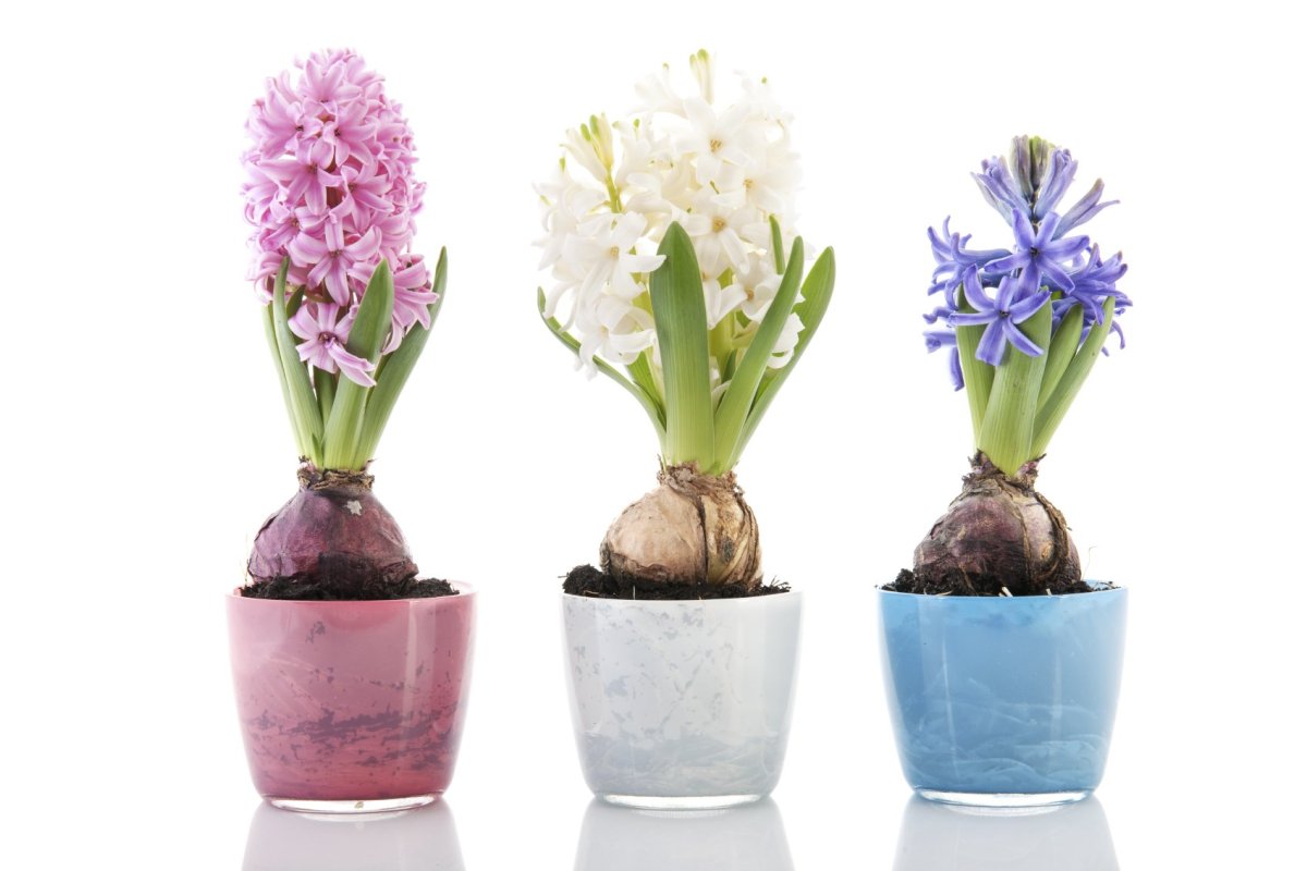 Белый гиацинт в горшке горшке