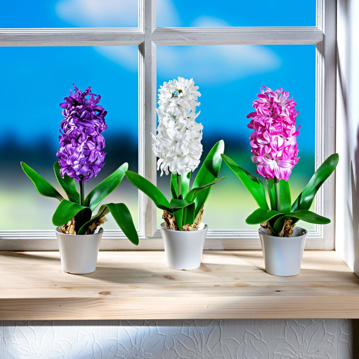 Горшечный гиацинт