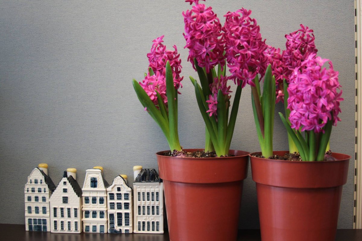 Крокусы примула гиацинт