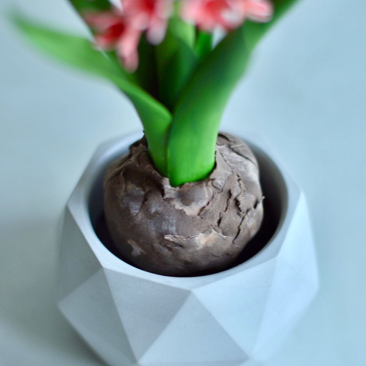 Гиацинт спринг микс