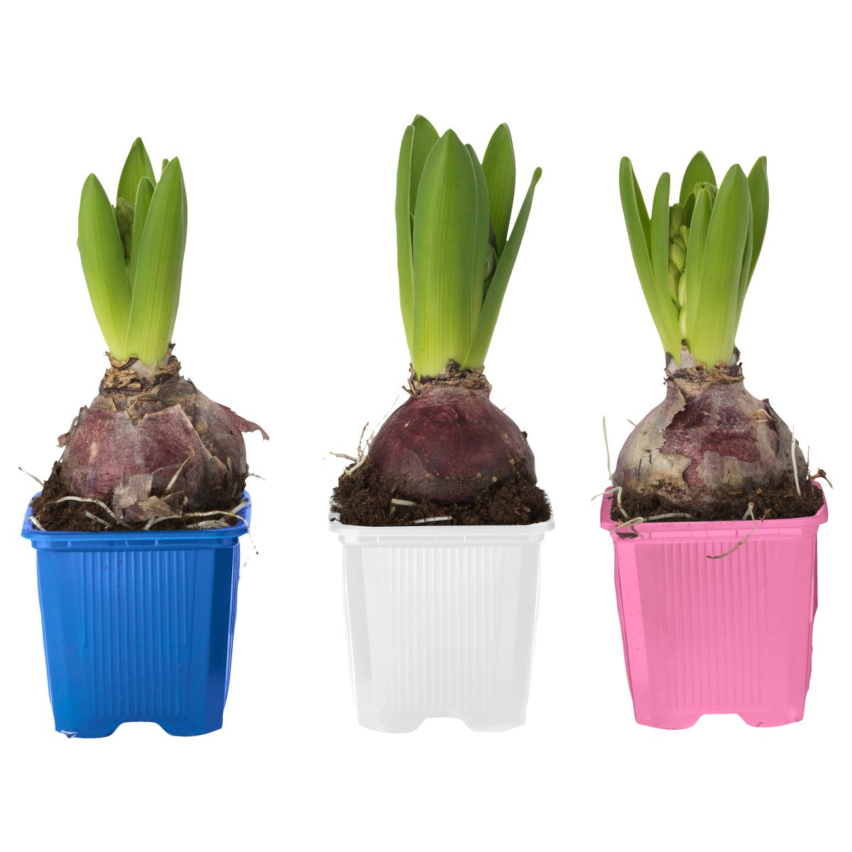 Гиацинт (растение) Егорьевское