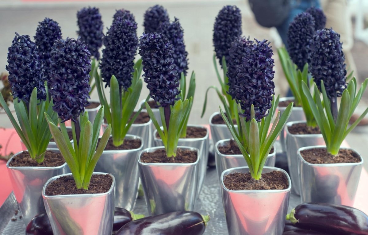 Гиацинт амариллис