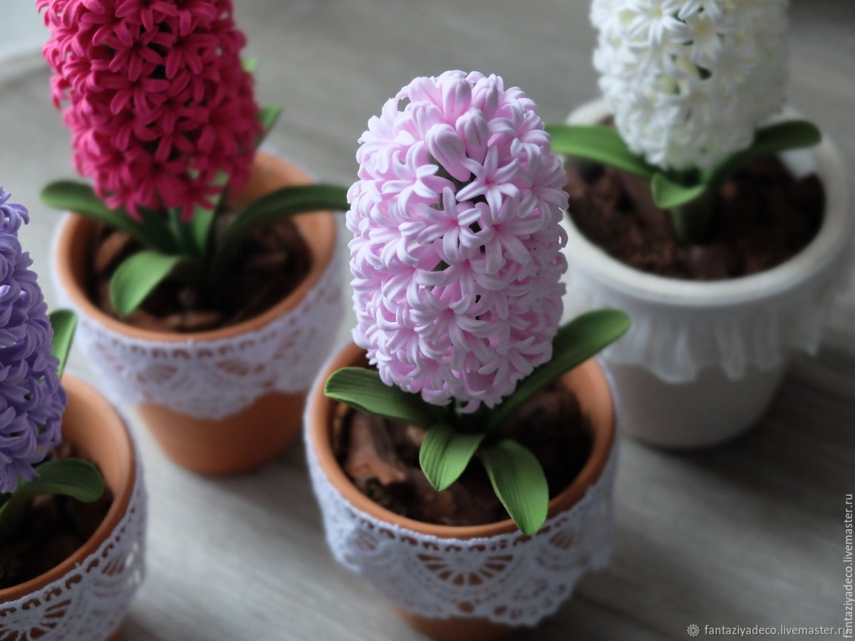 Гиацинт микс d7