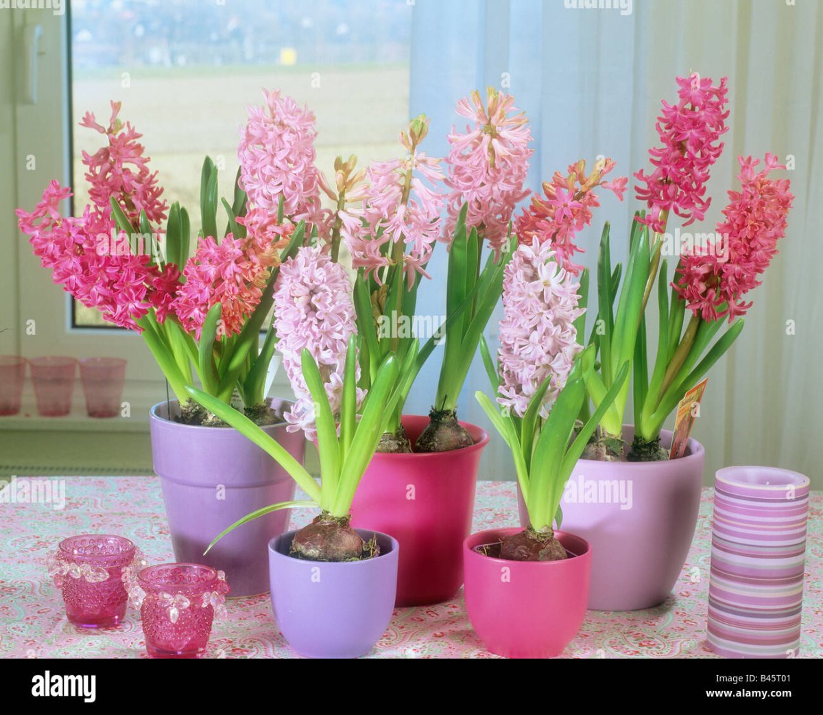 Цветок горшечный гиацинт