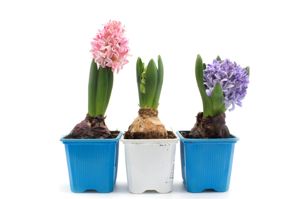 Гиацинт голубой в горшке