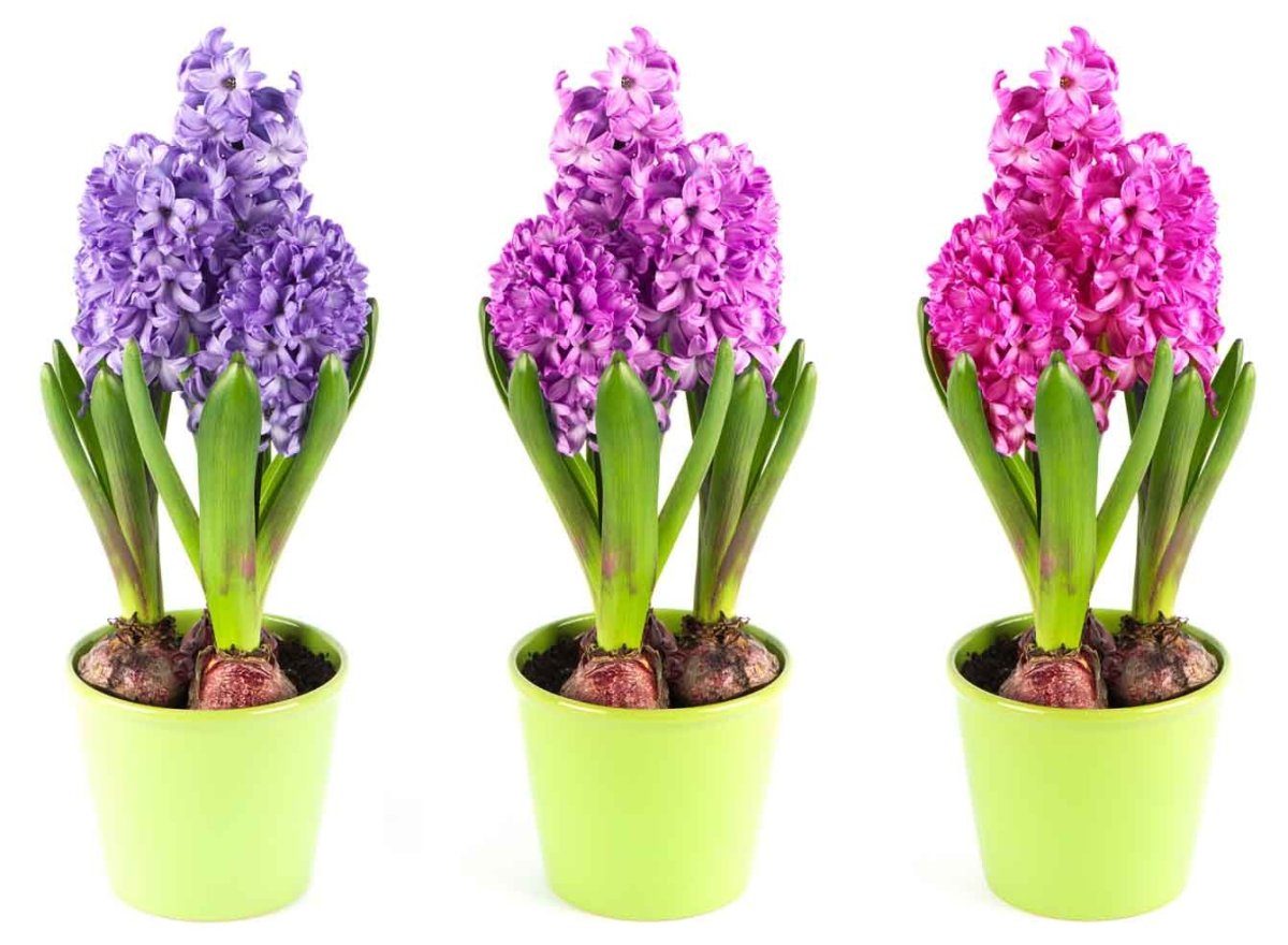 Гиацинт в гидрогеле