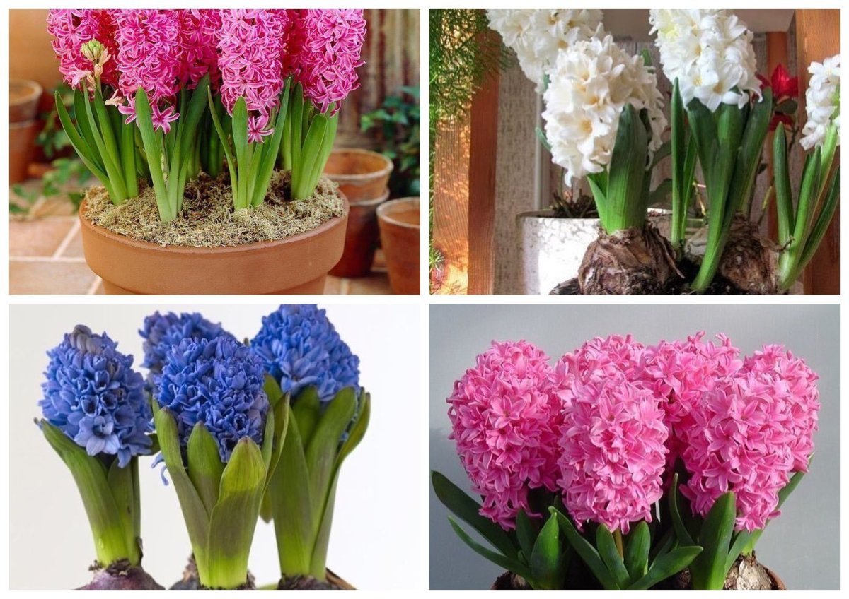 ФИТОЛАЙН гиацинты