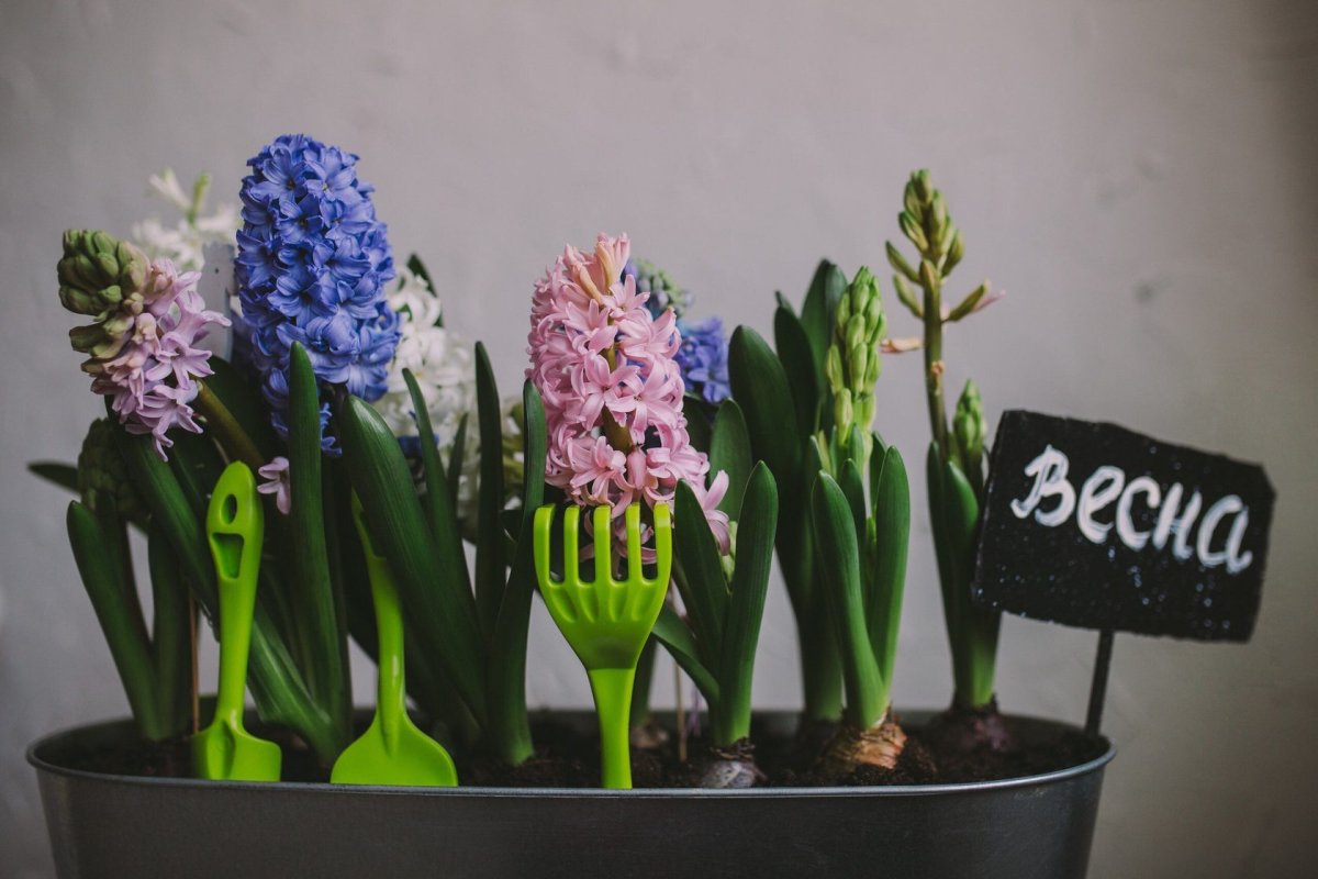 Упаковка гиацинта в горшке