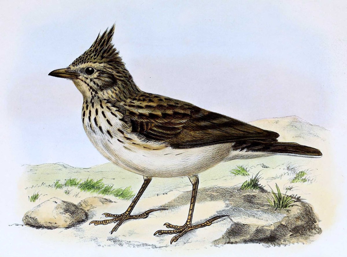 Жаворонок иллюстрация