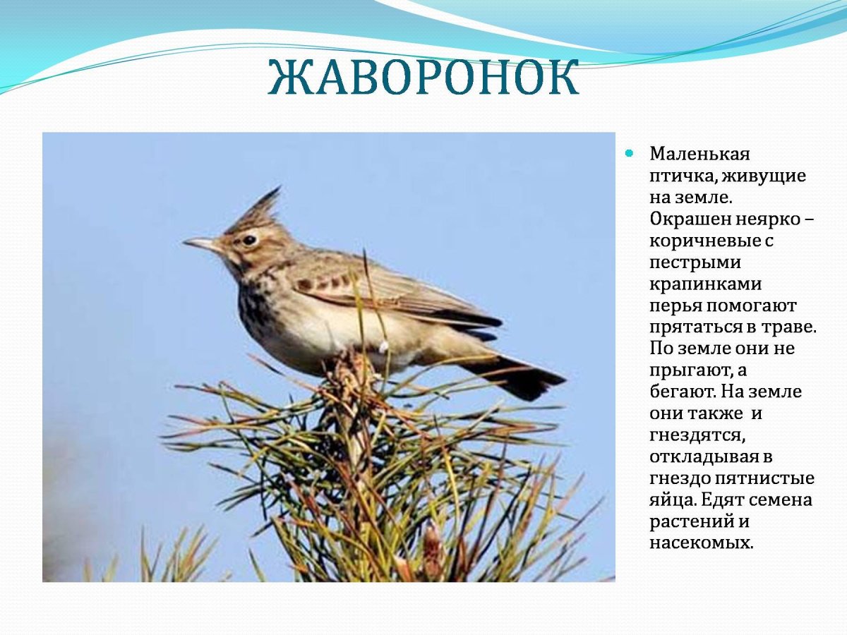 Полевой Жаворонок рисунок