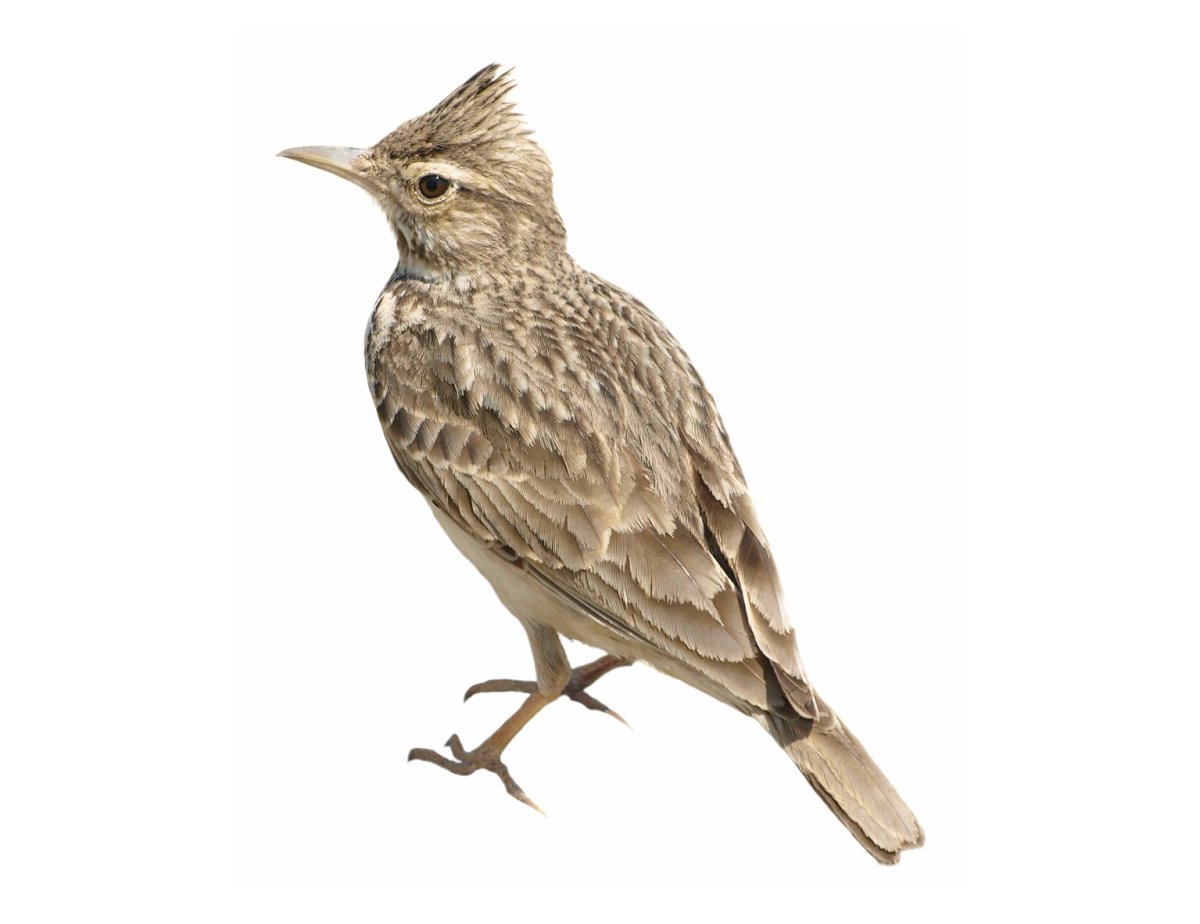 Жаворонок хохлатый на белом фоне