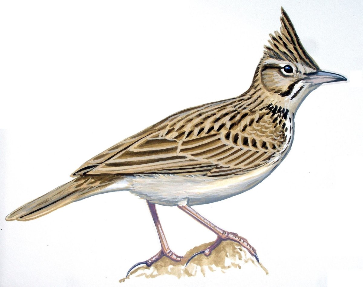 Жаворонок на белом фоне