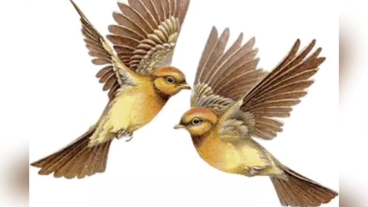 Полевой и Лесной Жаворонок