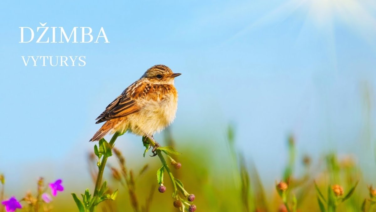 Полевой Жаворонок полет