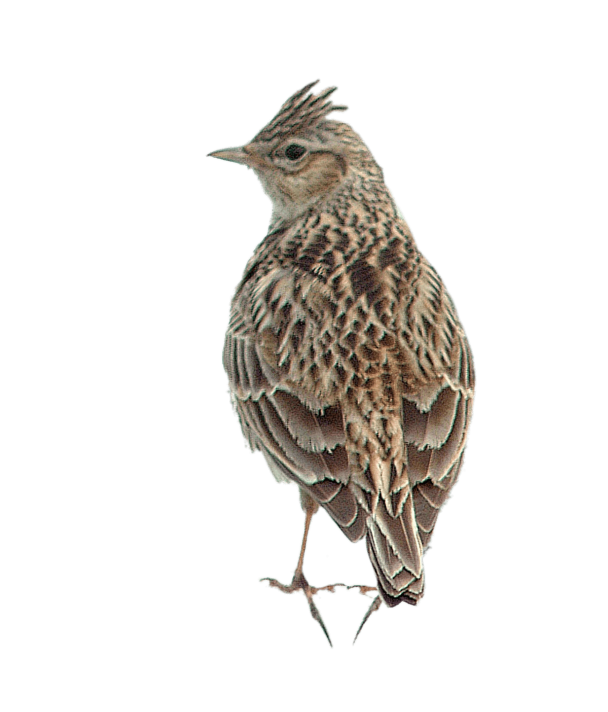 Алуэтта птица