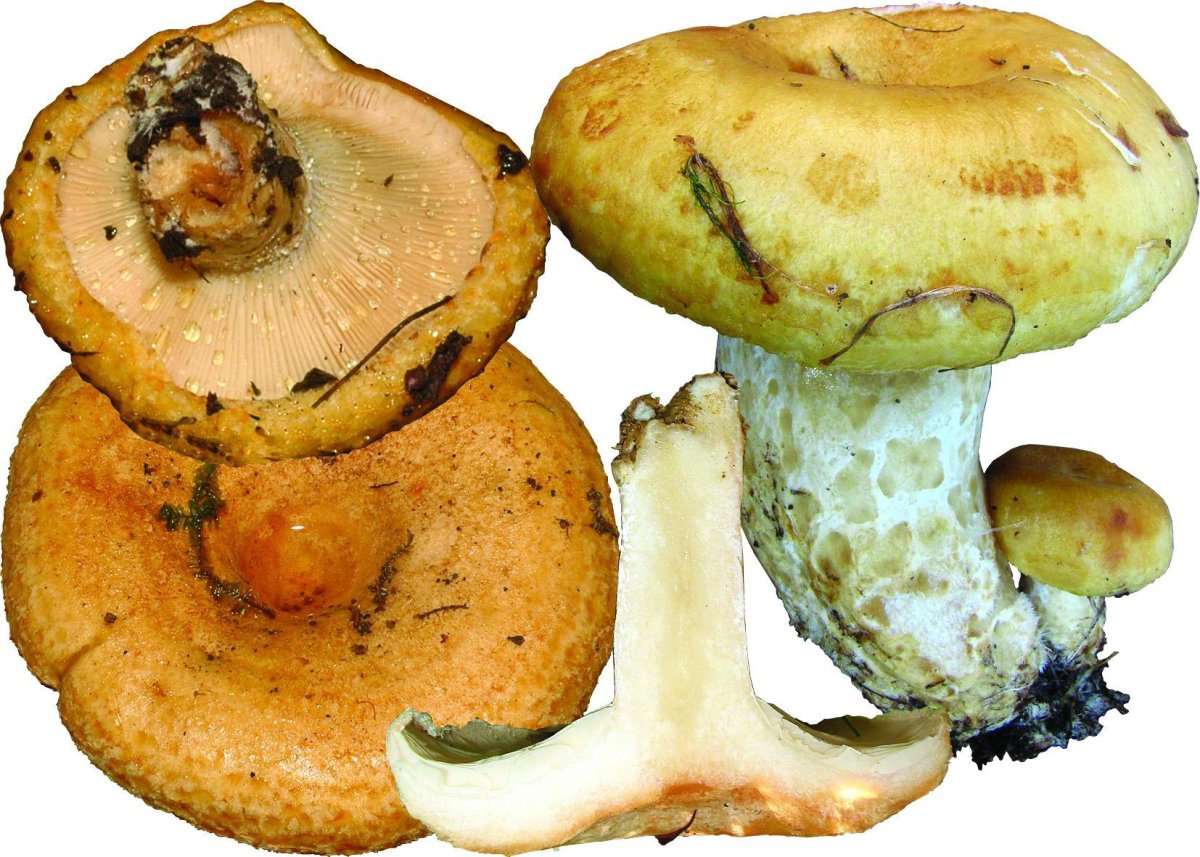 Груздь жёлтый Lactarius scrobiculatus