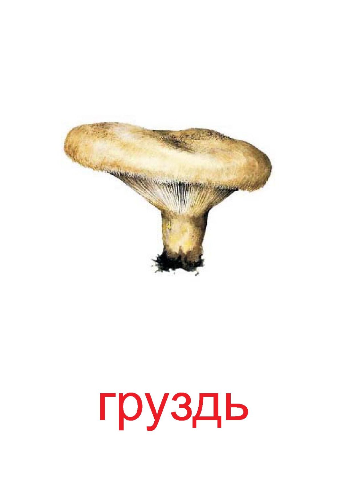Грибы карточки груздь