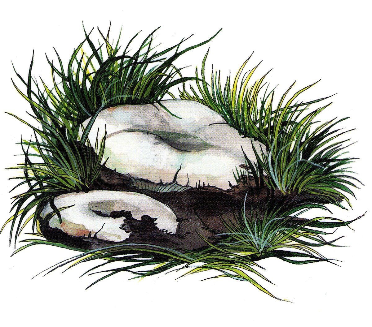 Груздь карандашом