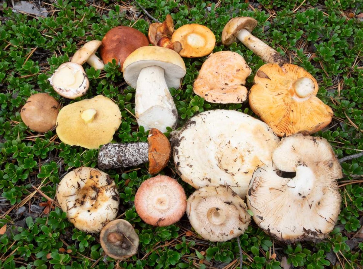 Волнушки лисички рыжики