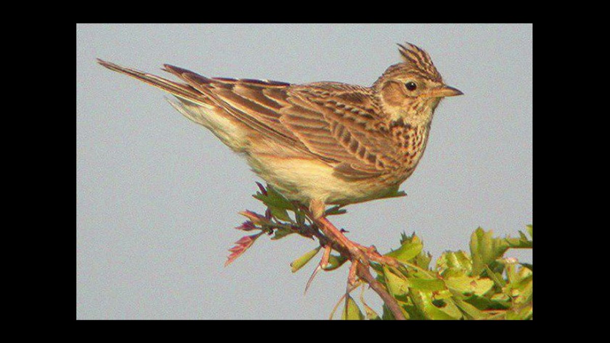 Полевой Жаворонок джурбай